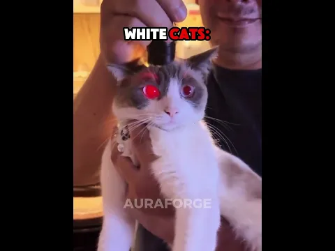 WHITE CATS ARE BUILT DIFFERENT