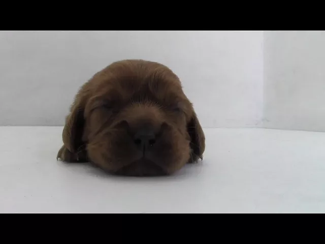 動画