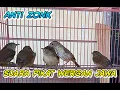 Download Lagu Suara Burung Flamboyan Ombyokan Cocok Untuk Suara Pikat Pfamboyan Liar
