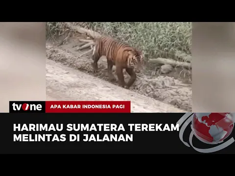 Viral Kemunculan Harimau Sumatera Gegerkan Warga