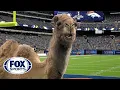 Geico Camel is the new FOX Sports sideline reporter Part 2