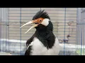 Pancingan Jalak Suren Gacor Mompa Full Isian - Masteran Suara Burung Jalak Gacor Full Isian Mewah