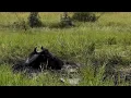 Lagu Mudbathing Buffalo is completely oblivious to the danger its in