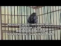 Download Lagu MASTERAN CENDET/ PENTET MATAHARI GACOR TEMBAKAN TAJAM SUARA BERVARIASI, JERNIH, DAN DURASI PANJANG