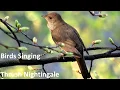 Lagu Birds Singing - Thrush Nightingale - Sounds of Nature