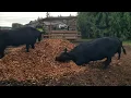 Cows frolic in the pile of new cedar chips