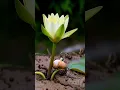 Download Lagu #timelapse bunga teratai
