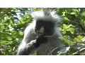 Download Lagu Holiday Zansibar, Tanzania, Nungwi, Stonetown, Jozani, January 2015