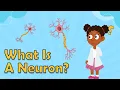 What Is A Neuron Facts About the Brain Biology Facts for Kids Fun Science Facts For Kids