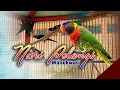 Lagu Suara Burung Nuri Pelangi Manokwari Papua Barat
