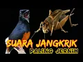 Suara jangkrik Mp3