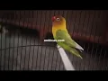 Download Lagu Tingkah lucu #lovebird Kusumo si burung pasar yang dulu bikin aku ( #Sigitwmp) naksir dia