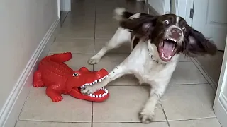 Over-Dramatic Animals Who Deserve an Oscar 😂 Funniest Animal Videos 2026