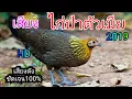 Lagu เสียงต่อไก่ป่าตัวเมีย ใหม่ล่าสุด2019 เข้าเร็ว100 %