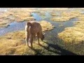 Laguna Colorada | Lama Dans Le Salar D'Uyuni