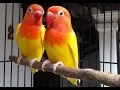 Download Lagu LOVEBIRD LUTINO MM (RED EYES)