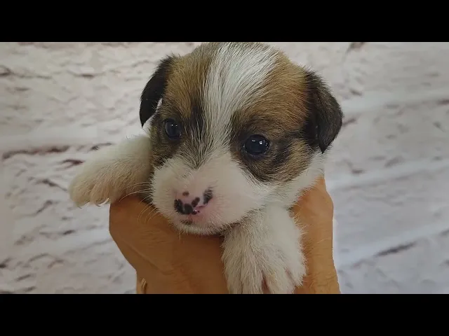 動画