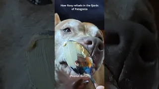 Roxy refuels in Patagonia #dogs #dogshorts  #sailing