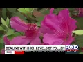 High levels of pollen means allergies for many