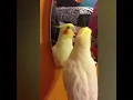 Lagu Parrot Sings to Dancing in September