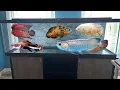 Going To Pet s Mart To Buy My 125 Gallon Dream Fish Tank