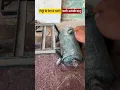 Unique item that runs on kerosene
