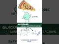 Clinical Cuts Glycolysis
