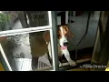 Zeus the Doxle Beagle x Dachshund