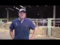 Efficiency at Livestock Markets Chehalis Livestock Market