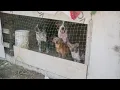 60 neglected animals rescued from Clevelend TX property Houston SPCA says