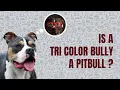 Is a Tri Colored Bully a Pitbull