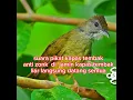Download Lagu suara pikat burung kapas tembak anti zonk @andickcahkerjo