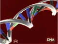 Base Pair 3-D