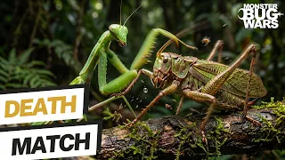 These Bugs Fight Like MMA Champions! | Monster Bug Wars