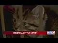 Oklahoma city cat crisis