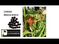 Download Lagu De Canna brasiliensis zaaien