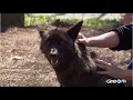 Carmine the Coyote Georgia Outdoors Shorts