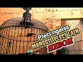 Download Lagu Pleci ngalas manggil pleci lain