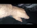 Cruise control not working on freightliner