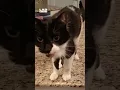 Download Lagu Kat heeft een superdiepe miauw 🤣 (🎥: ViralHog)