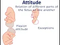 Fetal parameters lie presentation presenting part attitude denominator position