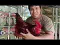 Size comparison ng bantam native at heritage
