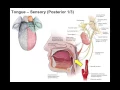 Oral cavity