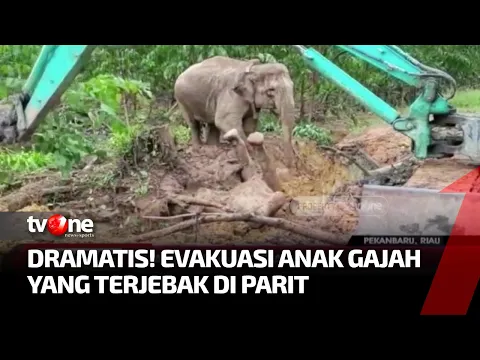 Evakuasi Anak Gajah yang Terjebak di Parit Berlangsung Dramatis