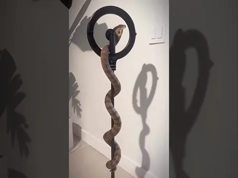 The snake turned off my light