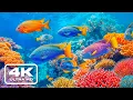 Download Lagu Aquarium 4K VIDEO ULTRA HD – Underwater Serenity \u0026 Stress Relief With Beautiful Fish \u0026 Calm Music