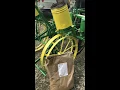 How to apply organic fertilizer through old 2 row corn planter