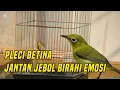 Download Lagu Panggilan pleci betina untuk birahi jantan cepat gacor 