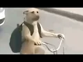 Offensive Memes For Everyone V 72