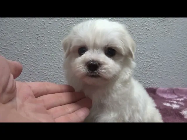 動画